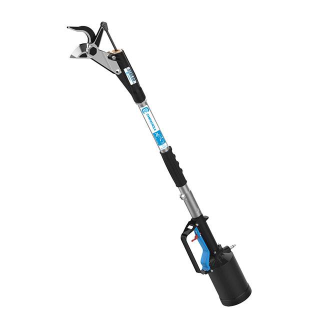 Κονταροψάλιδο αέρος παπαγάλος